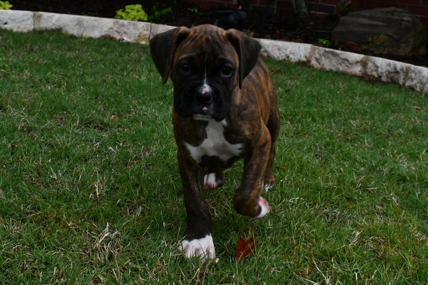 AKC Black Boxer Champion Boxer Puppy For Sale In Texas Boxer Breeder